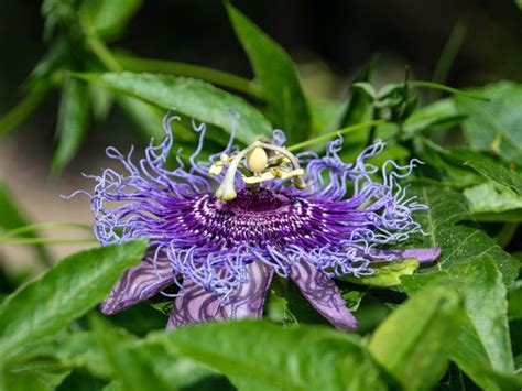 passiflora pests and diseases and how to prevent them.